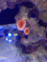 ImageUploadedByReefs1354072871.171949.jpg