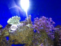 ImageUploadedByReefs1357789290.115239.jpg