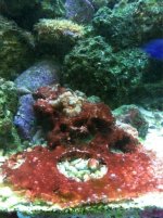 ImageUploadedByReefs1354245604.753976.jpg