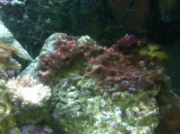 ImageUploadedByReefs1354245617.979434.jpg