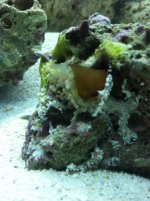ImageUploadedByReefs1345477581.564465.jpg