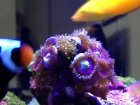 ImageUploadedByReefs1354300379.417920.jpg