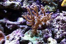 IMG_5211.JPG