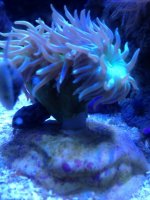 ImageUploadedByReefs1345681390.032303.jpg