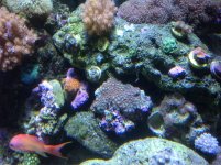 ImageUploadedByReefs1362499243.984595.jpg