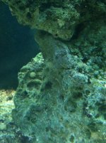 ImageUploadedByReefs1342393749.515796.jpg