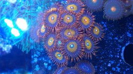 IMAG0444.jpg
