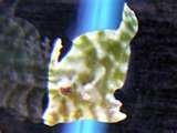 Acreichthys tomentosus.jpg