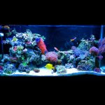 ImageUploadedByReefs1335644539.055668.jpg