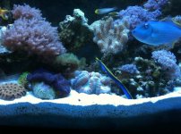 ImageUploadedByReefs1335644673.581185.jpg