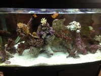 ImageUploadedByReefs1354753881.674559.jpg