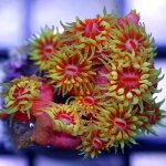 sunpolyp.jpg