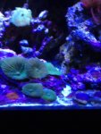 ImageUploadedByReefs1346262417.925749.jpg
