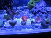 ImageUploadedByReefs1362888231.577230.jpg