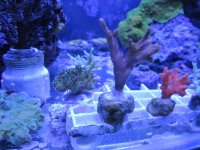 ImageUploadedByReefs1362888243.963769.jpg