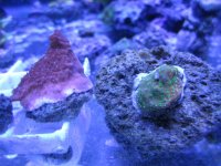 ImageUploadedByReefs1362888255.352903.jpg