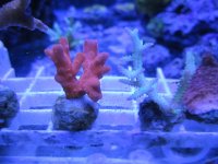 ImageUploadedByReefs1362888269.724348.jpg