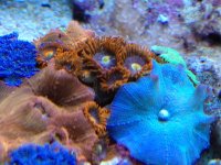 ImageUploadedByReefs1335968704.604943.jpg