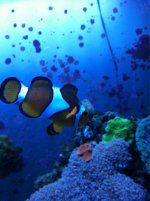 ImageUploadedByReefs1342906338.702609.jpg
