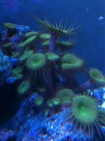 ImageUploadedByReefs1346379561.404160.jpg