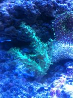 ImageUploadedByReefs1354997579.551511.jpg