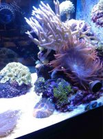 ImageUploadedByReefs1355000010.655246.jpg