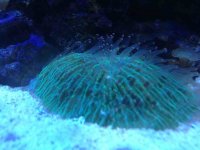 ImageUploadedByReefs1363041544.631060.jpg