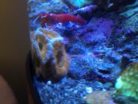 acan1.jpg