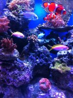 ImageUploadedByReefs1346592026.188693.jpg