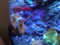 acan2.jpg