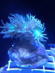 ImageUploadedByReefs1346629754.800267.jpg