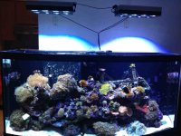 ImageUploadedByReefs1363124701.408848.jpg