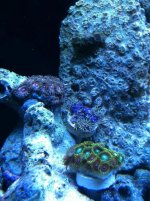 ImageUploadedByReefs1350497114.699133.jpg