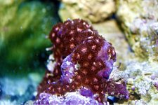 ImageUploadedByReefs1350497157.602277.jpg