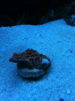ImageUploadedByReefs1350497348.545877.jpg