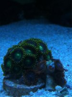 ImageUploadedByReefs1350497383.523881.jpg