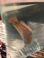 ImageUploadedByReefs1363131974.388074.jpg