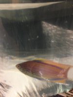 ImageUploadedByReefs1363132016.733117.jpg
