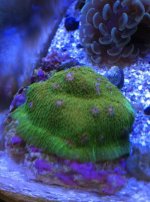 ImageUploadedByReefs1336332869.056992.jpg