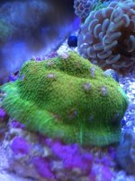 ImageUploadedByReefs1336332881.890933.jpg