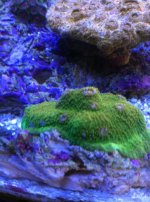 ImageUploadedByReefs1336332893.605447.jpg