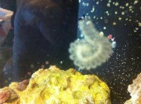 ImageUploadedByReefs1339953790.915185.jpg