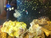 ImageUploadedByReefs1339953811.829394.jpg