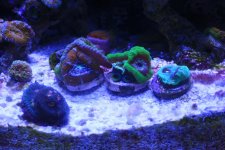 ACANS.jpg