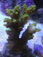 ImageUploadedByReefs1363261448.975199.jpg