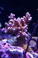 ImageUploadedByReefs1346855032.271017.jpg
