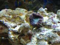 ImageUploadedByReefs1343405034.676627.jpg