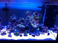 ImageUploadedByReefs1350626335.070912.jpg