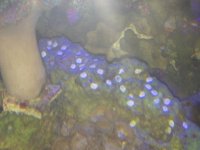 ImageUploadedByReefs1355367783.246953.jpg