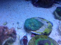 ImageUploadedByReefs1343503138.034552.jpg
